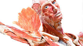 BODY WORLDS